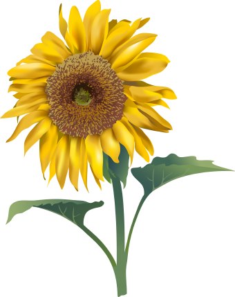 sunflower clipart presentment