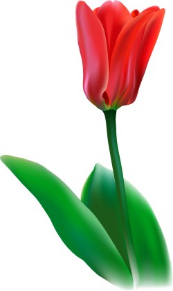Tulip Flower clip art