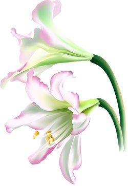Lily Flower clip art
