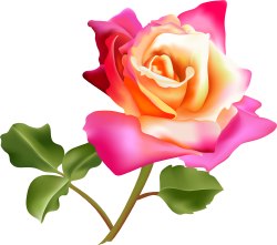 Pink Rose Flower clip art