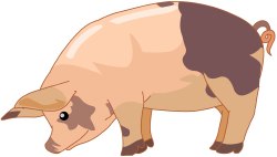 Pig clip art