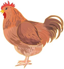 Chicken clip art