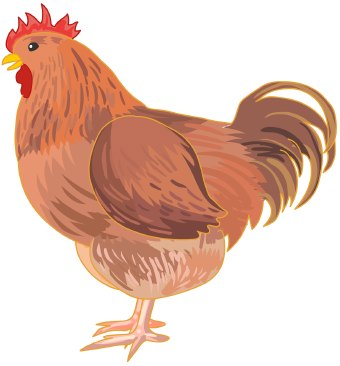 Chicken clip art