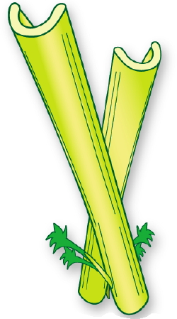 Celery clip art