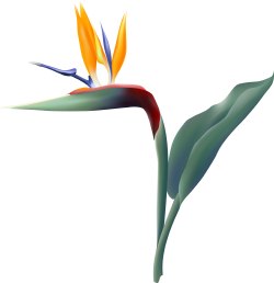 Bird of Paradise Flower clip art