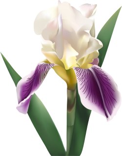 Iris Flower clip art