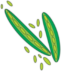 Green Peas clip art