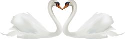 Swans clip art