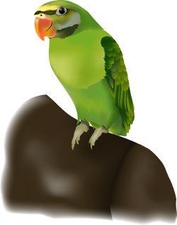 Pirate Parrot clip art