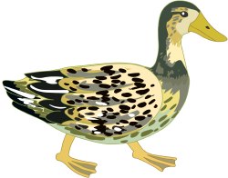 Duck clip art
